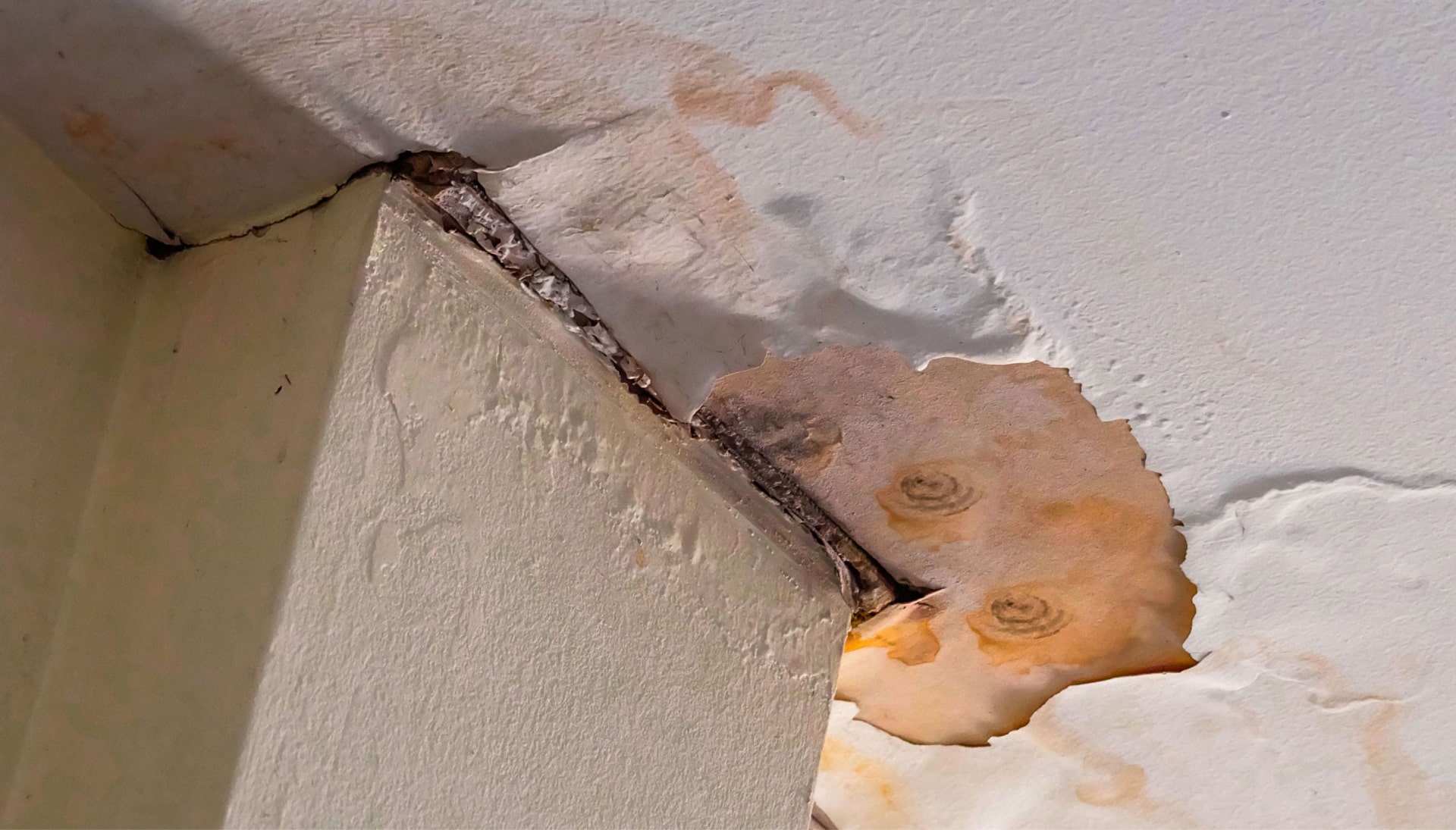 Water Damage Mold Removal Contractors in Quincy